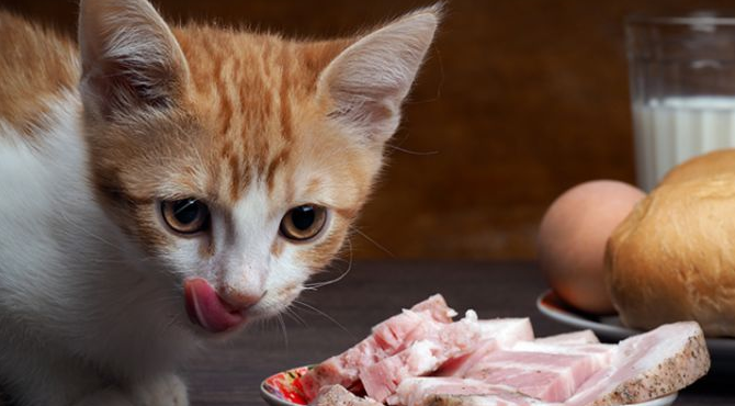 康乖乖宠物零食好吗？怎么喂？