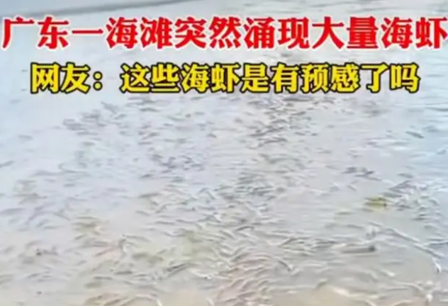 一海滩突然涌现大量海虾，网友：海虾是有预感到了吗