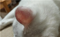 小猫咪耳朵变红为什么呢