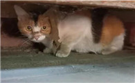 猫为什么抓蜘蛛呢