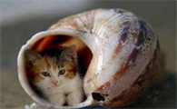 皮堡斯猫在中国哪里有卖的啊