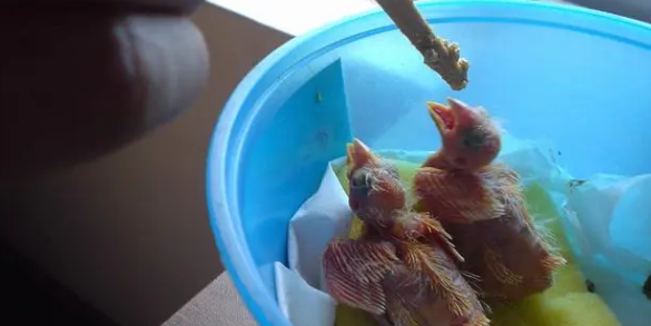 芙蓉幼鸟多大可以洗澡啊 芙蓉幼鸟多大可以洗澡啊