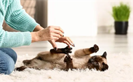猫为什么会用爪子推人