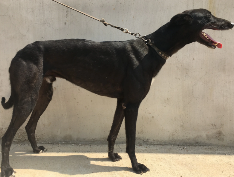 国内最牛的种公格力犬品种