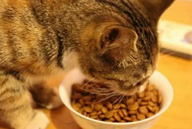 贝特鲱猫粮的保质期长吗？