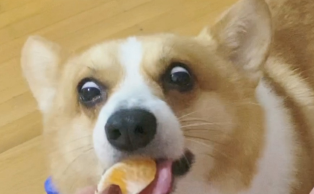 柯基可以吃橘子吗为什么