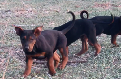 红犬介绍！