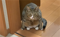 猫咪为什么会堵厕所门