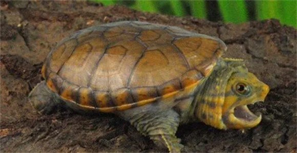 最新确定的新品种蛋龟，瓦拉塔泥龟