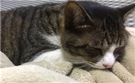 猫咪为什么爱啃毛毯啊