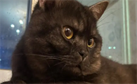 猫咪为什么拍你脸呢