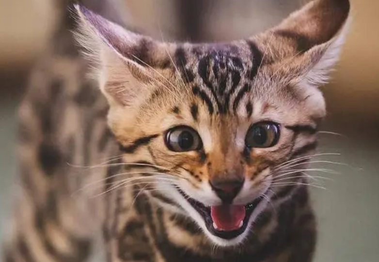 孟加拉猫什么档次