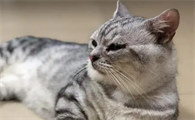 美短猫感冒咳嗽怎么治疗啊