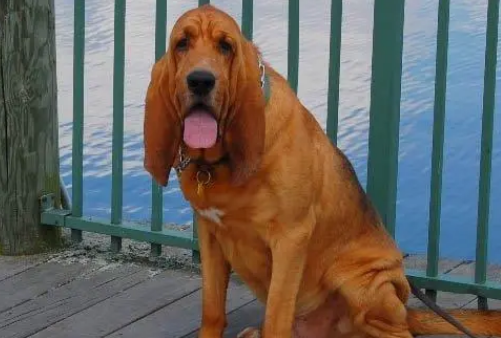 寻血犬打猎怎么样啊