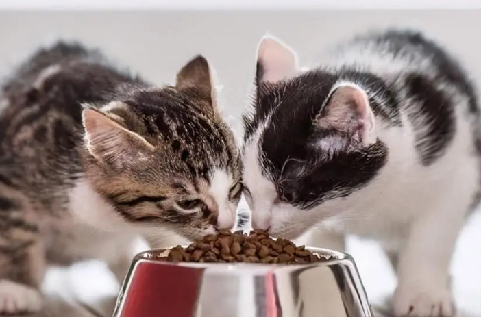 佩内特猫粮是否值得购买? 佩内特猫粮是否值得购买?