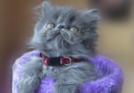 蓝色波斯猫怎么养比较好呢