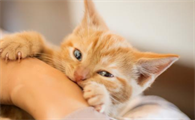 小猫为什么咬猫咪的手啊