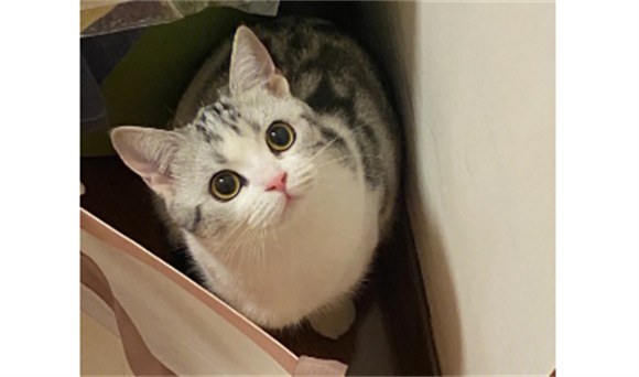 起司猫是什么品种的猫咪?是与哪只猫配出来的? 起司猫是什么品种的猫咪?是与哪只猫配出来的?