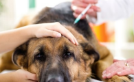 犬蛔虫病的病症有哪些表现