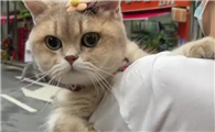猫咪为什么会爬到你肩上呢