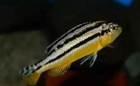 水族新宠：非洲凤凰鱼养殖方法
