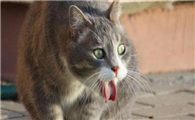 猫干呕一抽一抽的会自己好吗为什么