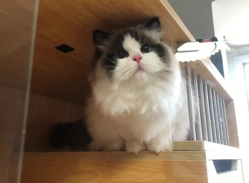 张宝彤布偶猫舍有证书吗 张宝彤布偶猫舍有证书吗