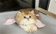 猫咪为什么不会蹭人呢