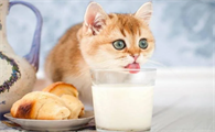 猫咪为什么想喝奶呢