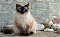 猫咪为什么跑到墙上睡觉