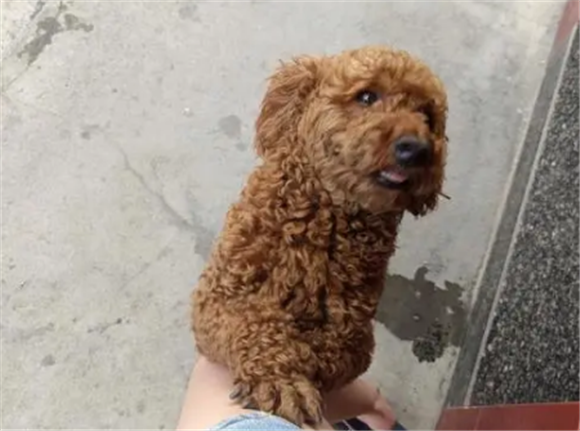 什么时候买泰迪狗便宜呢