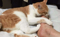 猫咪要抠主人脚是为什么