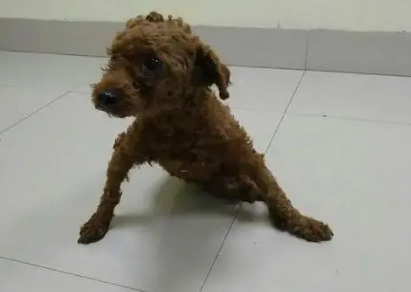 泰迪瘸腿了会怎么样吗