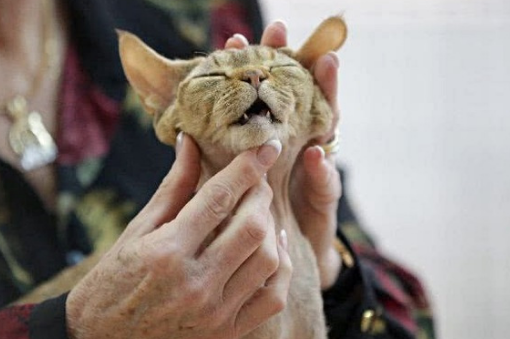 世界上最大的猫——乌克兰猫Angie