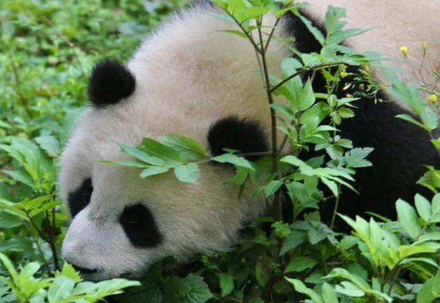 萌翻了！顺德也有自己的熊猫了？还有梅花鹿、松鼠…