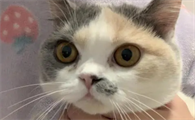 猫咪为什么会流褐色的眼屎呢