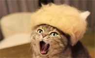 猫咪霸占别人帽子是为什么啊