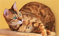 孟加拉猫可以养吗