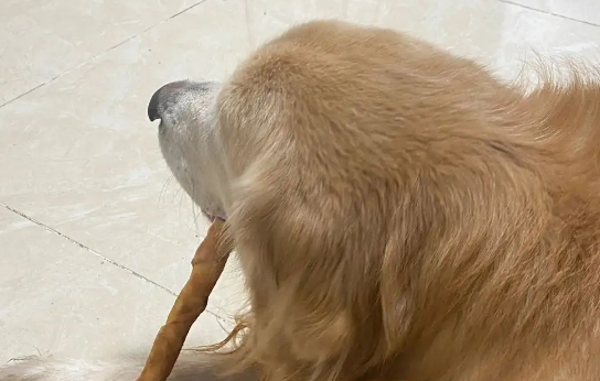 摩米特尔宠物零食加盟：开启宠物健康美味的新篇章
