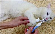 猫为什么不能剪爪指甲