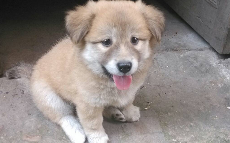 土狗幼犬怎么分辨