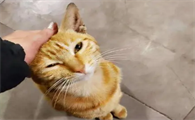 为什么猫猫喜欢挠自己呢