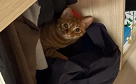 猫咪为什么老往衣柜钻洞