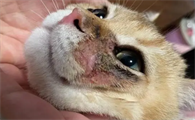 猫咪皮肤感染为什么一直不好的原因