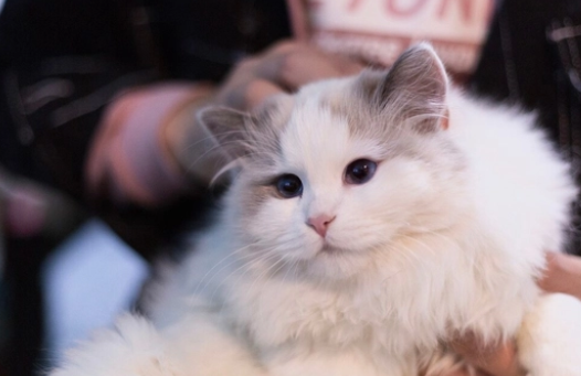 山猫布偶为什么不好