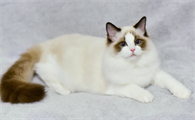 猫咪为什么会做坏事