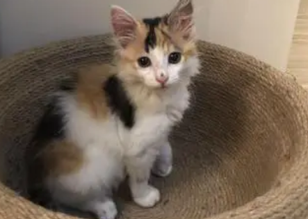 “三花猫”为什么这么多人养?有颜值有智商,很难不爱播 “三花猫”为什么这么多人养?有颜值有智商,很难不爱播
