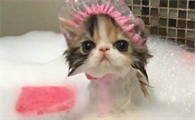 猫咪为什么要每天洗澡呢是什么原因