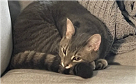 猫咪为什么躲在沙发后呢