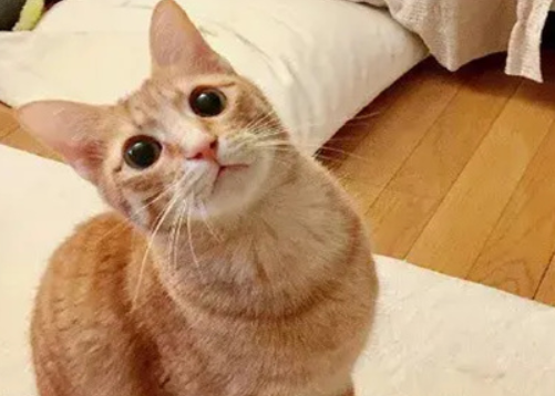 金丝橘猫是什么 金丝橘猫是什么